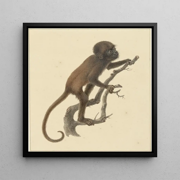 Little Monkey - Pieter Pietersz Barbiers — framed artwork on a wall