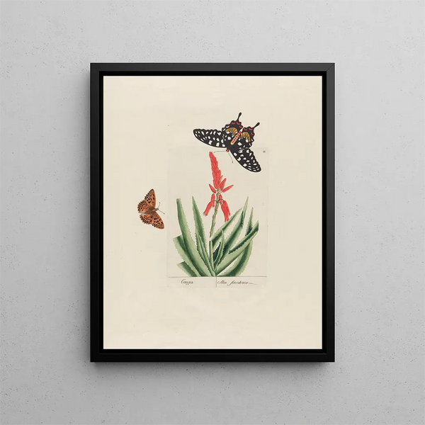 Aloe succotrina - Petr Martynovich Gofman — framed artwork on a wall