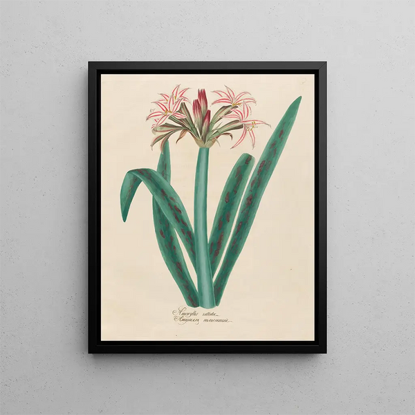 Amaryllis vittata - Petr Martynovich Gofman — framed artwork on a wall