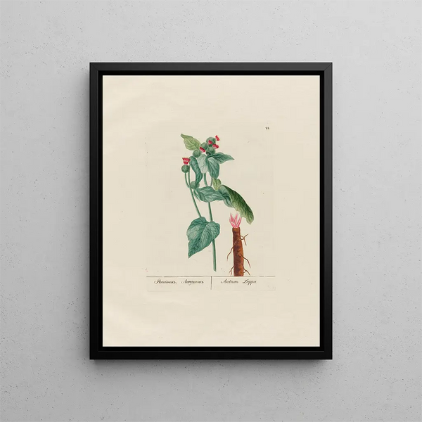 Arctium lappa - Petr Martynovich Gofman — framed artwork on a wall