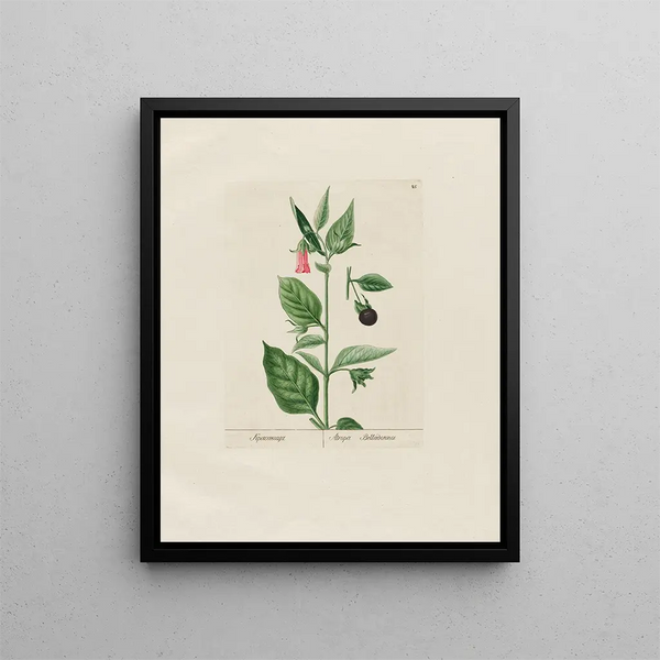 Atropa belladonna - Petr Martynovich Gofman — framed artwork on a wall