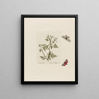 Petr Martynovich Gofman - Conium maculatum.webp