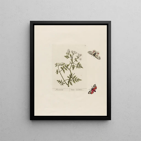 Conium maculatum - Petr Martynovich Gofman — framed artwork on a wall