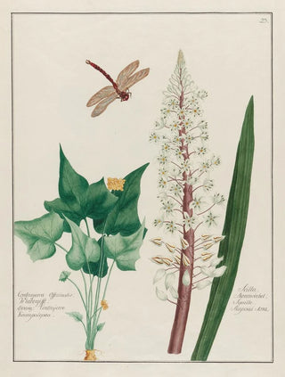 Petr Martynovich Gofman - Contrayerva Officinalis and Scilla.webp