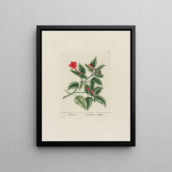 Convolvulus jalappa - Petr Martynovich Gofman — framed artwork on a wall
