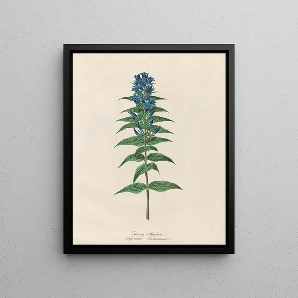 Gentiana asclepiadea - Petr Martynovich Gofman — framed artwork on a wall
