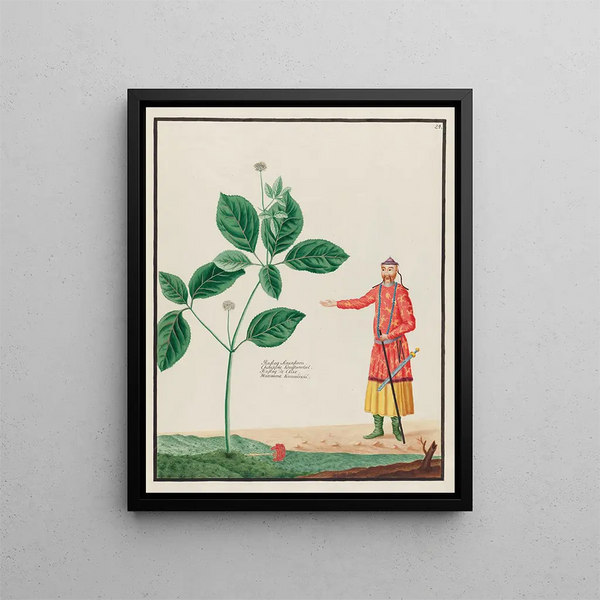 Ginseng sinensium - Petr Martynovich Gofman — framed artwork on a wall