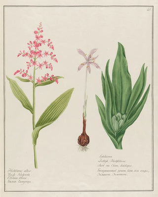 Petr Martynovich Gofman - Helleborus albus and Colchicum.webp
