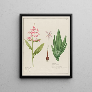 Petr Martynovich Gofman - Helleborus albus and Colchicum.webp