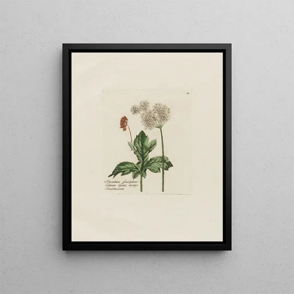 Heracleum sphondylium - Petr Martynovich Gofman — framed artwork on a wall