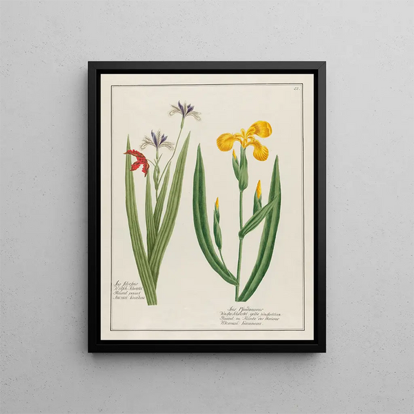 Iris sauvage et Iris faux - acore - Petr Martynovich Gofman — framed artwork on a wall