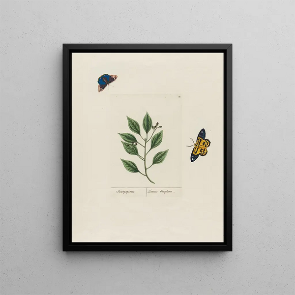 Laurus camphora - Petr Martynovich Gofman — framed artwork on a wall