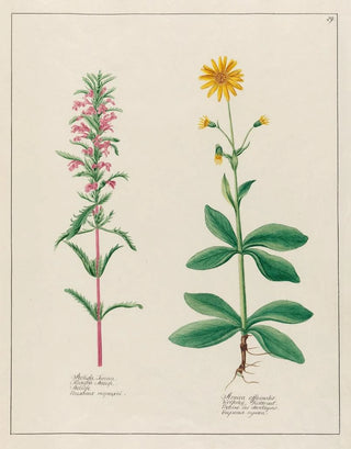 Petr Martynovich Gofman - Melissa Turcica and Arnica officinalis.webp