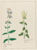 Salvia hortensis major and Salvia agrestis - Petr Martynovich Gofman — artwork view