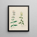 Salvia hortensis major and Salvia agrestis - Petr Martynovich Gofman — framed artwork on a wall