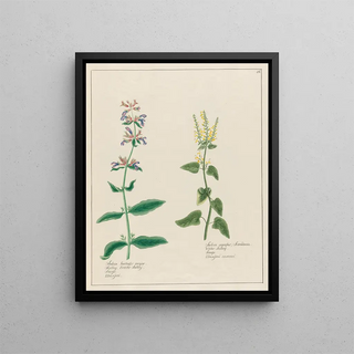 Petr Martynovich Gofman - Salvia hortensis major and Salvia agrestis.webp