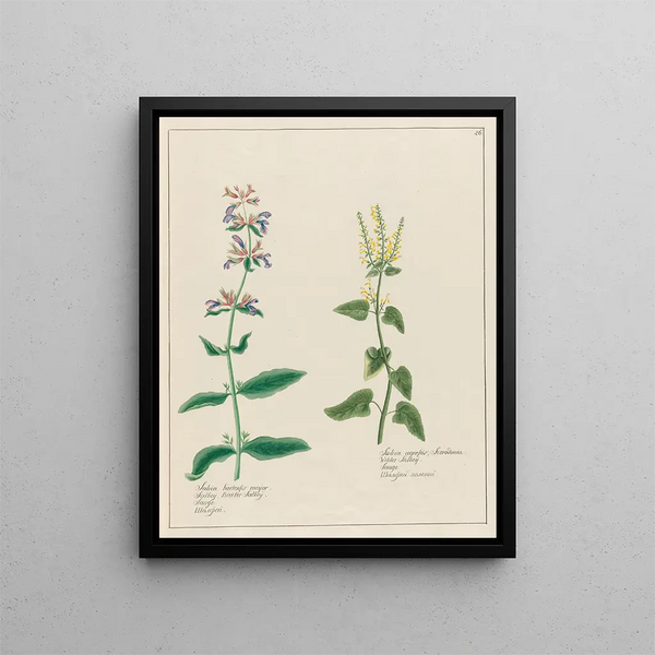 Salvia hortensis major and Salvia agrestis - Petr Martynovich Gofman — framed artwork on a wall