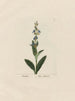 Sage officinale - Petr Martynovich Gofman — artwork view