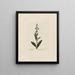 Sage officinale - Petr Martynovich Gofman — framed artwork on a wall