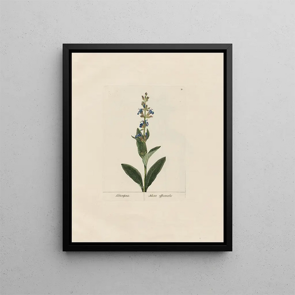 Sage officinale - Petr Martynovich Gofman — framed artwork on a wall