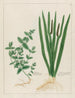 Scordium and aromatic Calamus - Petr Martynovich Gofman — artwork view