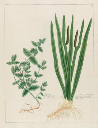 Petr Martynovich Gofman - Scordium and Calamus Aromaticus.webp