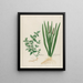 Scordium and aromatic Calamus - Petr Martynovich Gofman — framed artwork on a wall
