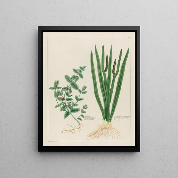 Scordium and aromatic Calamus - Petr Martynovich Gofman — framed artwork on a wall