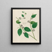 Smilax sassaparilla - Petr Martynovich Gofman — framed artwork on a wall