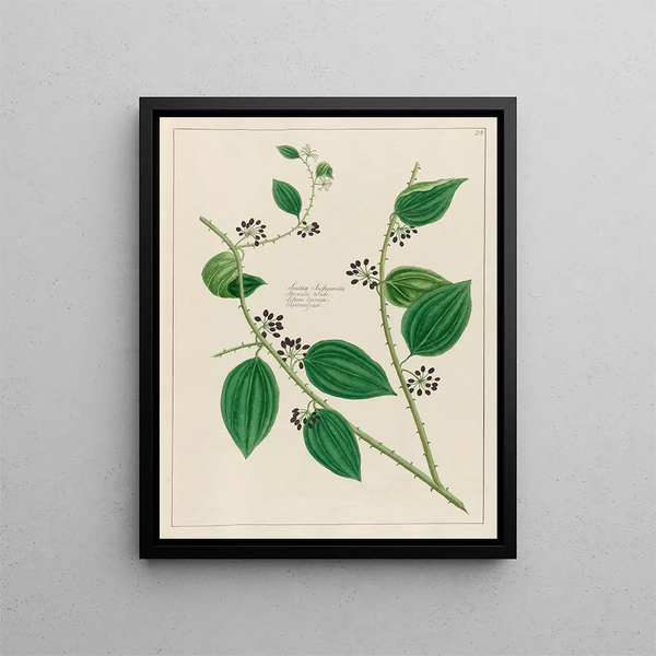 Smilax sassaparilla - Petr Martynovich Gofman — framed artwork on a wall