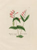 Spigelia marylandica - Petr Martynovich Gofman — artwork view