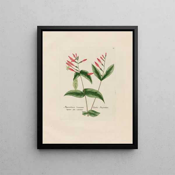 Spigelia marylandica - Petr Martynovich Gofman — framed artwork on a wall