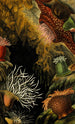 Actinia mesembryanthemum A chiococca Sacartia chrysosplenium - Philip Henry Gosse — artwork view
