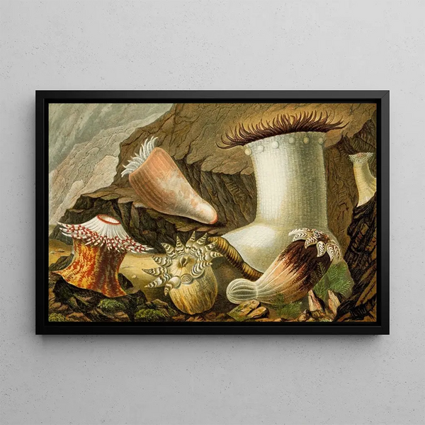 Hormathia margaritae Phellia brodricii Peachia hastata P. undata - Philip Henry Gosse — framed artwork on a wall