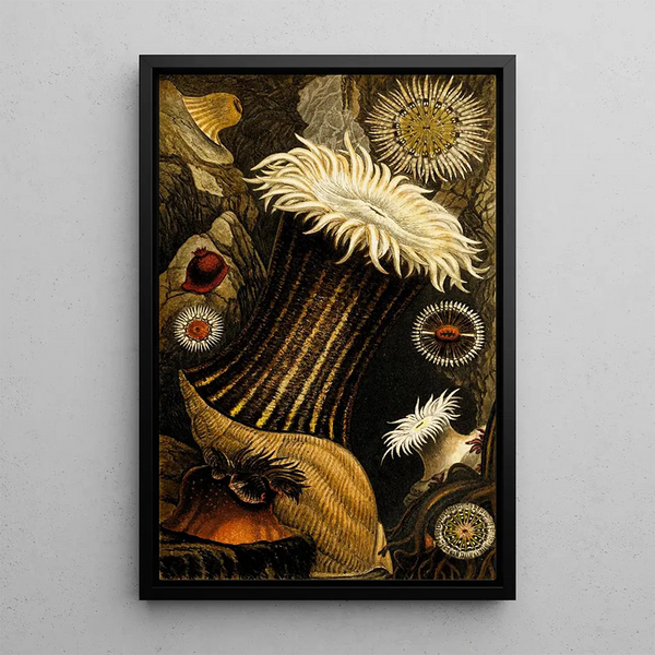 Sagartia nivea S miniata Stroglodytes S parasitica - Philip Henry Gosse — framed artwork on a wall
