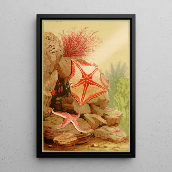 Starfish Painting - Philip Henry Gosse — framed artwork on a wall
