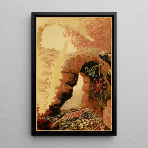 The Shrimp of Esope - Philip Henry Gosse — framed artwork on a wall