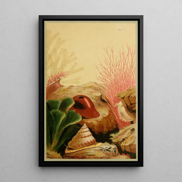 L'Anémone lisse - Philip Henry Gosse — framed artwork on a wall