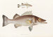 Faune japonaise Pl001 - Philipp Franz Balthasar von Siebold — artwork view