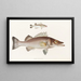 Faune japonaise Pl001 - Philipp Franz Balthasar von Siebold — framed artwork on a wall