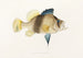 Fauna japonica Pl003 - Philipp Franz Balthasar von Siebold — artwork view