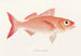 Fauna japonica Pl005 - Philipp Franz Balthasar von Siebold — artwork view