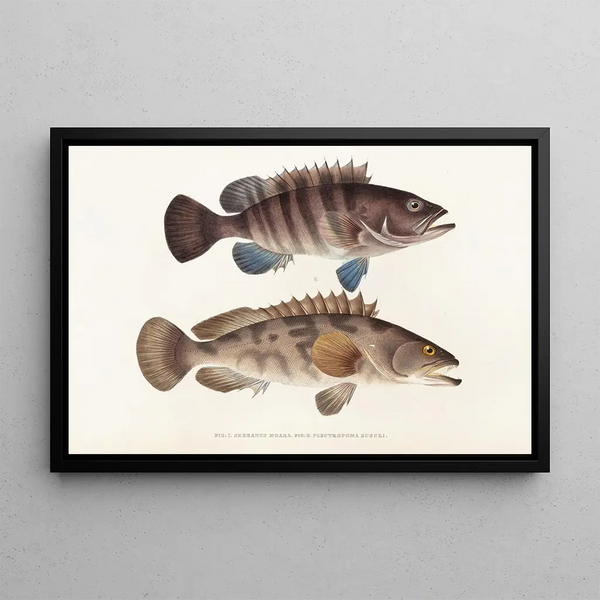 Faune japonaise Pl006 - Philipp Franz Balthasar von Siebold — framed artwork on a wall