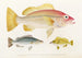 Japanese Fauna Pl009 - Philipp Franz Balthasar von Siebold — artwork view
