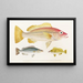 Japanese Fauna Pl009 - Philipp Franz Balthasar von Siebold — framed artwork on a wall