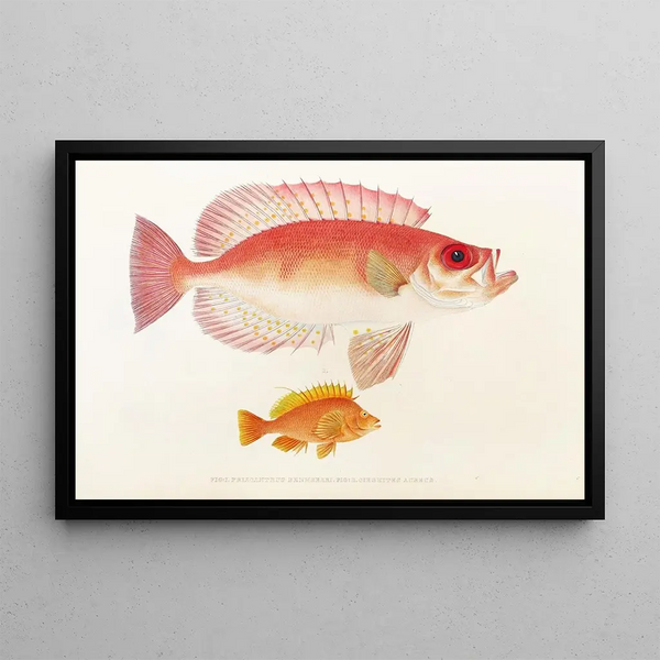 Fauna japonica Pl010 - Philipp Franz Balthasar von Siebold — framed artwork on a wall