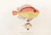 Fauna Japonica Pl011 - Philipp Franz Balthasar von Siebold — artwork view