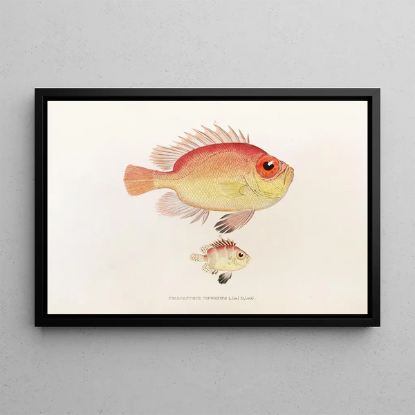Fauna Japonica Pl011 - Philipp Franz Balthasar von Siebold — framed artwork on a wall