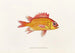 Fauna japonica Pl013 - Philipp Franz Balthasar von Siebold — artwork view