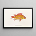 Fauna japonica Pl013 - Philipp Franz Balthasar von Siebold — framed artwork on a wall